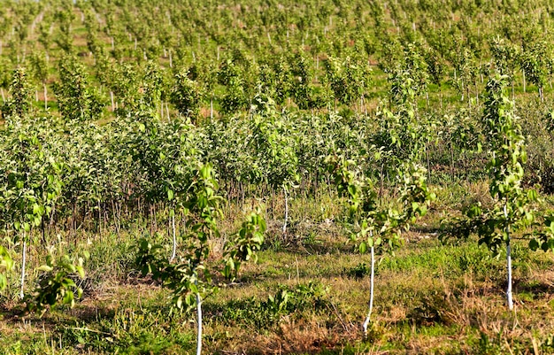 Jeunes arbres fruitiers