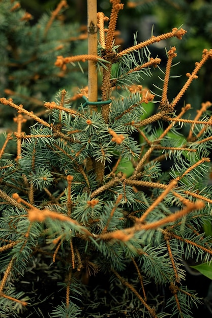 Jeunes arbres de séquoia de sapin d'épinette de pin et d'autres conifères dans des pots en pépinière