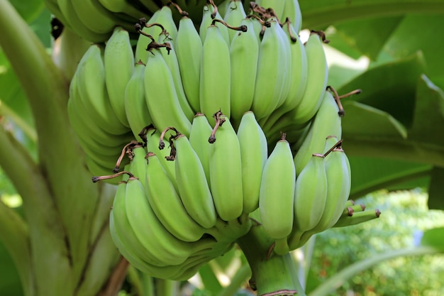 jeunes bananes dans la nature