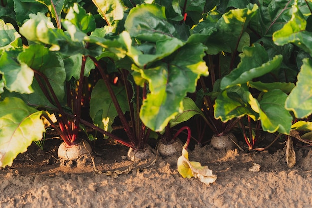 Jeunes betteraves dans un lit de jardin dans un jardin potager.