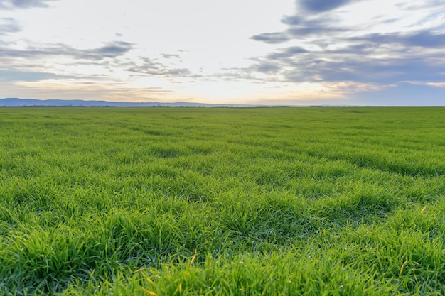 Les jeunes blés, les semis de blé vert poussant dans un champ