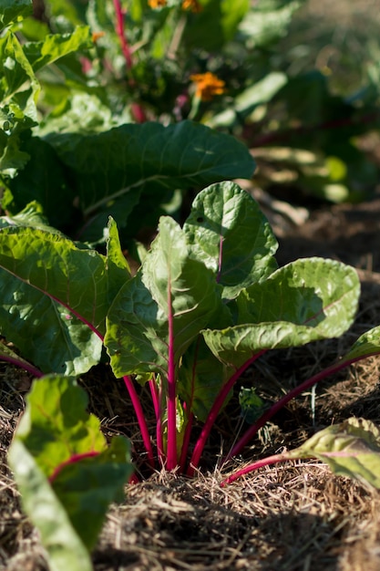 Jeunes blettes rouges poussant dans un jardin écologique avec paillis pour préserver l'humidité flavescens