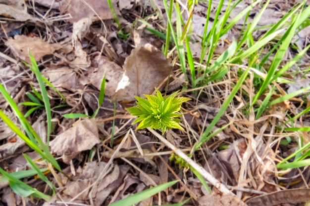 Jeunes bouleaux et feuilles de bouleau vert frais au printemps, journée ensoleillée dans le parc