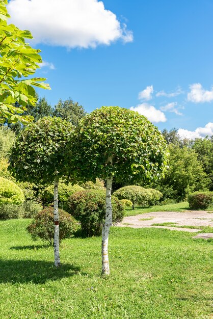 Les jeunes bouleaux taillés décoratifs poussant sur une pelouse verte luxuriante