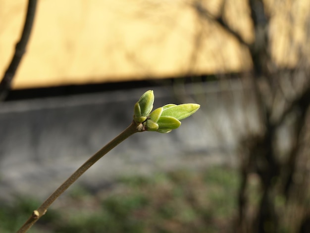 Jeunes bourgeons lilas avec des feuilles picorantes