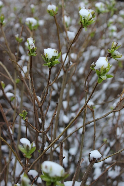 Jeunes bourgeons avec premières feuilles sur une branche couverte de neige