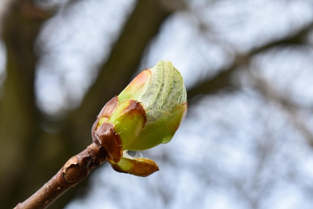 Jeunes bourgeons verts sur une branche brune en gros plan au début du printemps