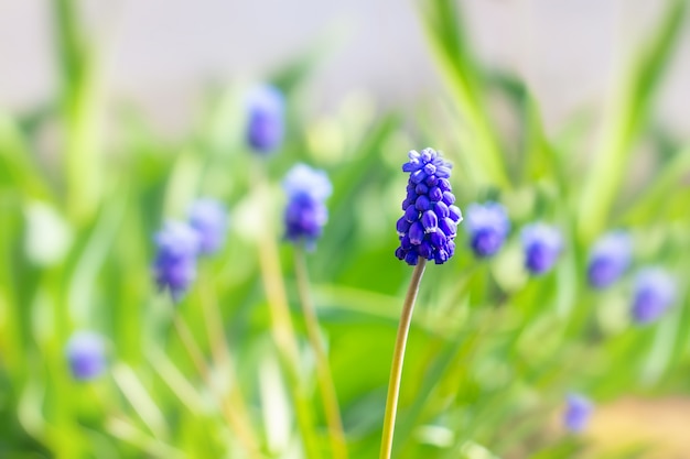 Photo jeunes boutons de primevères à jacinthes muscari armeniacum