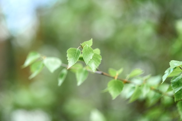 Jeunes branches d'un bouleau en forêt