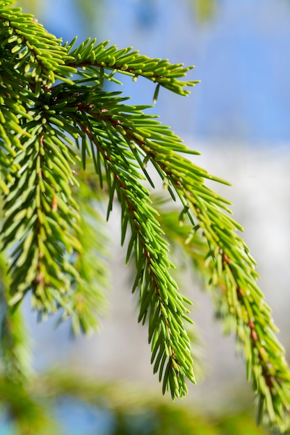 Jeunes branches de couleur verte épicéa. Gros plan photo avec une petite profondeur de champ. Saison de printemps. Ciel bleu en arrière-plan