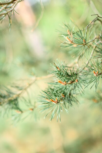 Jeunes branches de pin avec des cônes au printemps.