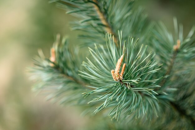 Jeunes branches de pin avec des cônes au printemps.