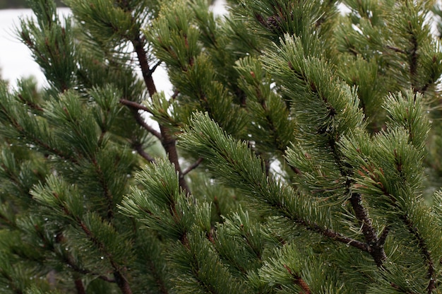 Les jeunes branches de sapin vert dans les montagnes des hautes Tatras à Zakopane Pologne