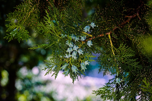 Jeunes branches vertes d'un conifère avec des cônes frais Thuja avec des cônes