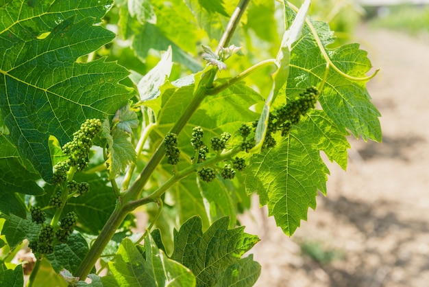 Jeunes branches vertes de raisins dans le vignoble au printemps