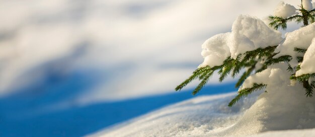 Jeunes brunchs d'épinettes tendres avec des aiguilles vertes recouvertes de neige profonde et de givre sur fond d'espace de copie coloré bleu et blanc vif. Carte de voeux joyeux Noël et bonne année.