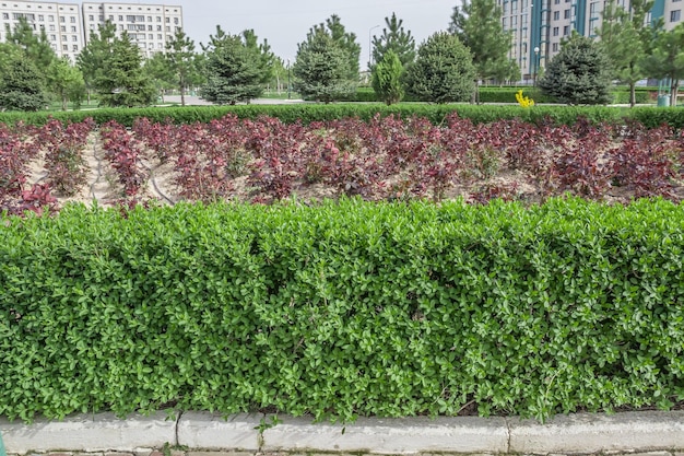 Jeunes buissons de ligustrum taillés dans le parc au printemps