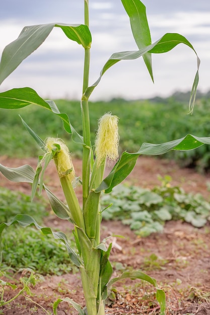 Jeunes buissons de maïs vert poussant dans le jardin cultivant des cultures