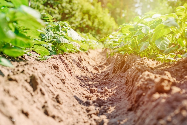 Jeunes buissons de pommes de terre sur le terrain au soleil