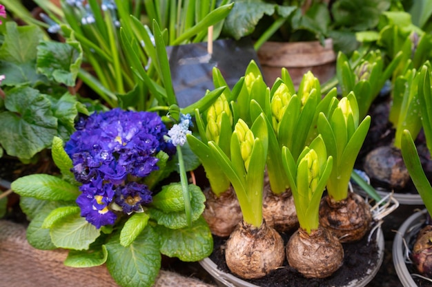 Photo les jeunes bulbes qui poussent poussent dans les fleurs de hyacinthes en pot.