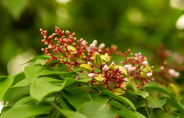 Les jeunes caramboles Averrhoa carambole feuilles de fleurs sur son arbre fond naturel