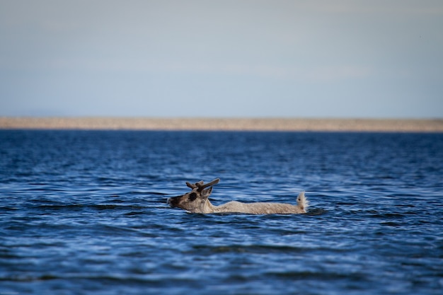 Les jeunes caribous de la toundra, Rangifer tarandus groenlandicus, nageant dans l'eau