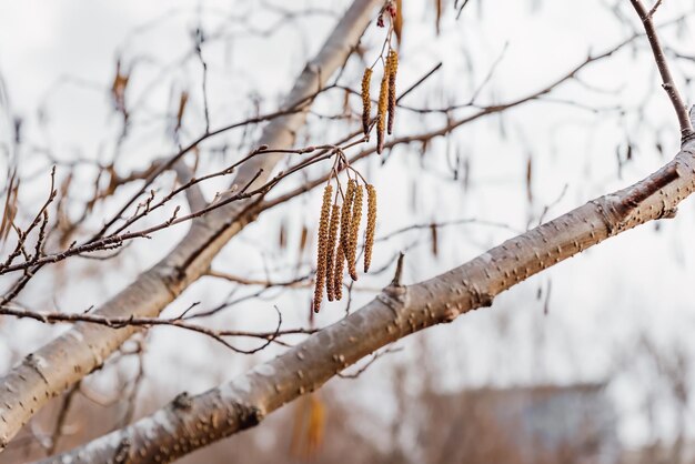 Photo de jeunes chats frais d'alnus glutinosa sur un arbre de fond