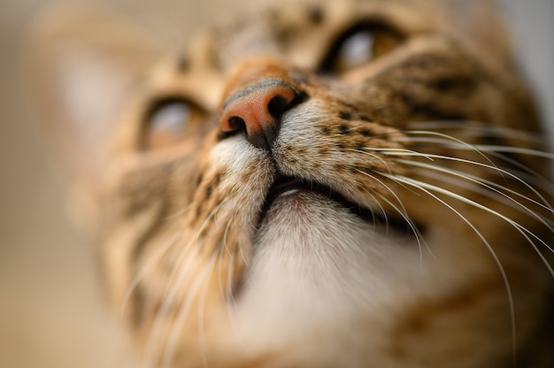 Les jeunes chats à poils courts européens dirigent la mise au point sélective à l'œil gauche