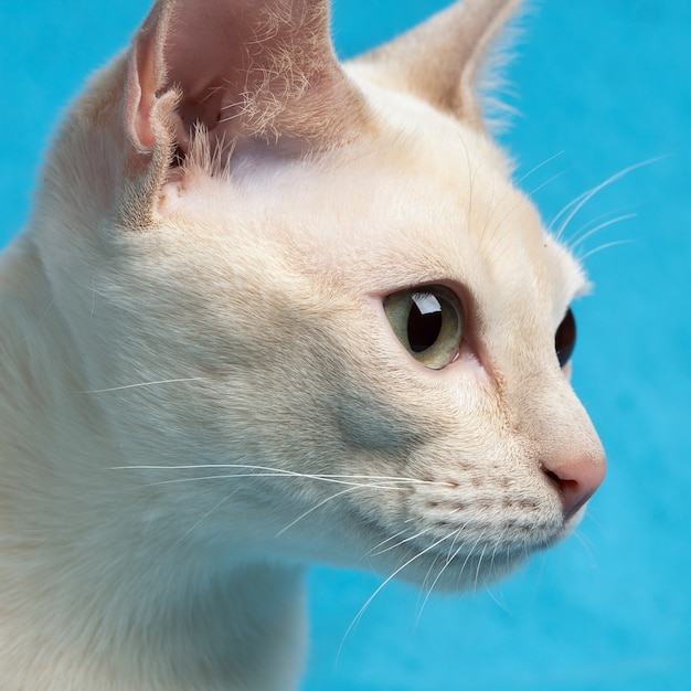 Jeunes chats tonkinois de race pure tête de vison fauve