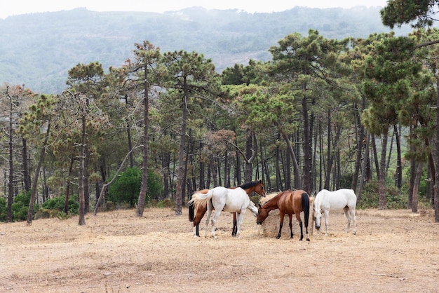 Jeunes chevaux au déjeuner sur fond de forêt de pins dans la province de Livourne, île d'Elbe, Italie