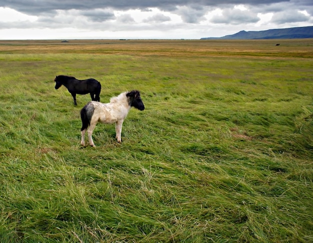 Jeunes chevaux islandais blancs et noirs sur fond de poulains d'herbe verte