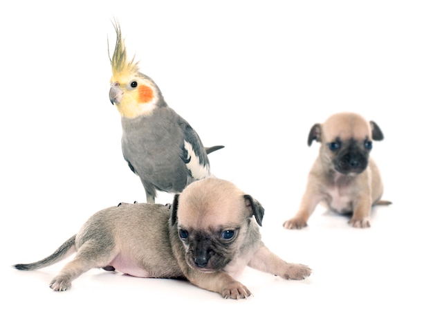 jeunes chiots chihuahua et cockatiel