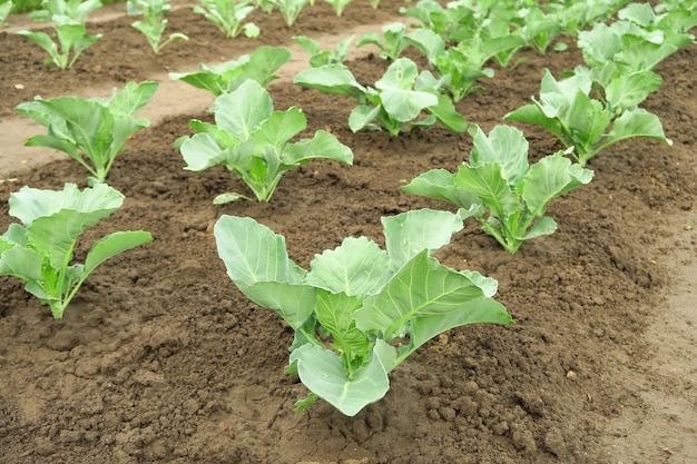 les jeunes choux biologiques verts poussent dans le jardin de la ferme maraîchère