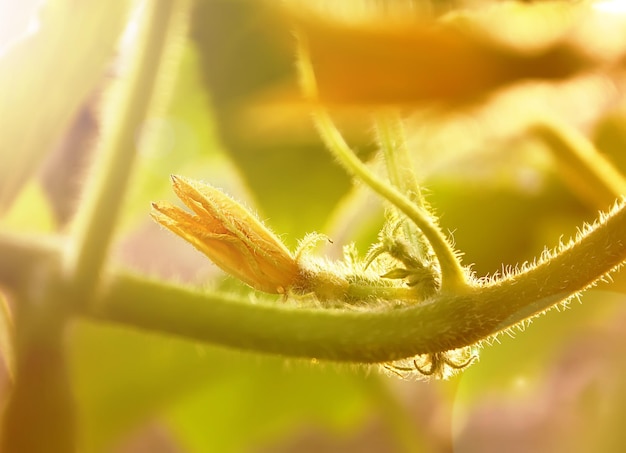 Jeunes concombres avec des fleurs poussant dans le jardin