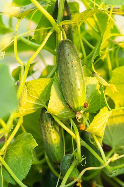 Jeunes concombres verts sur une branche dans une serre