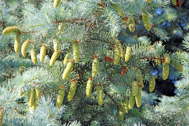 Jeunes cônes sur l'épinette bleue dans la forêt Branches avec cônes et aiguilles sur l'épinette en croissance