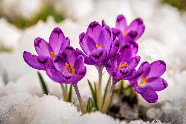 De jeunes crocus ont poussé sous la neige