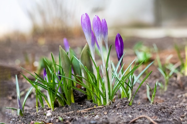 Jeunes crocus violets dans le parterre libre