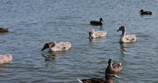 Photo de jeunes cygnes avec du duvet gris au lieu de plumes flottant sur le lac.