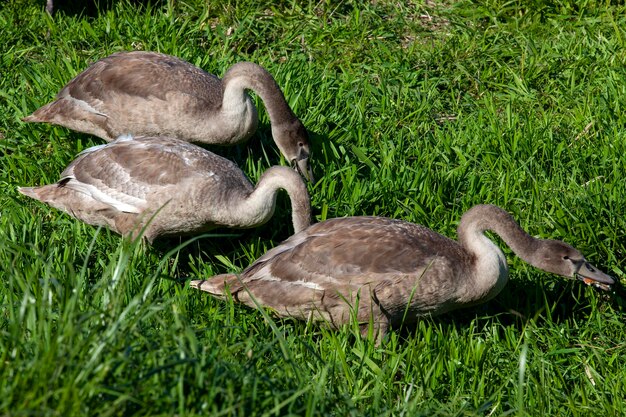 Jeunes cygnes près de la rive du fleuve pendant la saison estivale