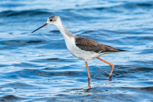 Les jeunes échasses à ailes noires dans le parc naturel de l'Albufera de Valence