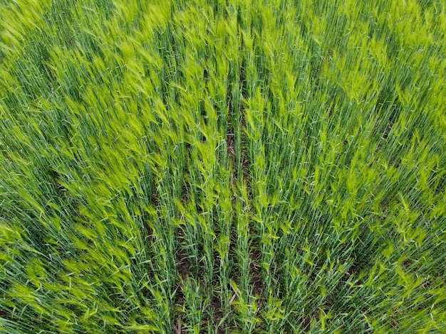 Jeunes épis de fond de blé sur un champ de blé