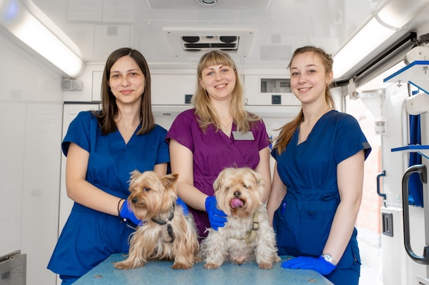 Jeunes femmes médecins pour animaux de compagnie professionnels posant avec yorkshire terriers à l'intérieur d'une ambulance pour animaux de compagnie