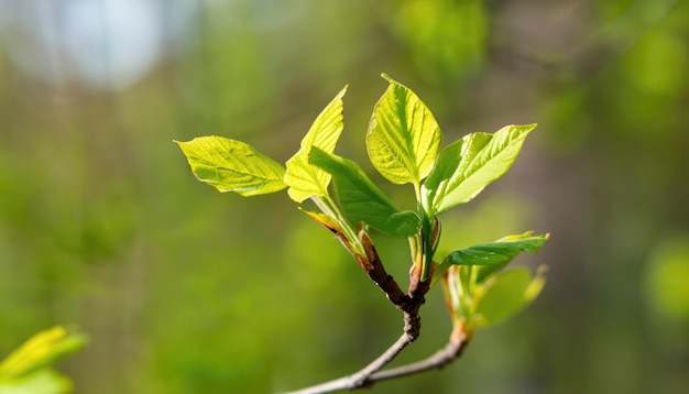 Les jeunes feuilles sur l'arbre du printemps