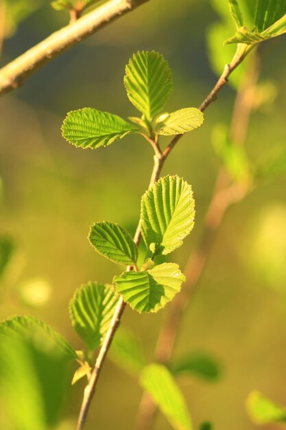 jeunes feuilles d'aulne au printemps