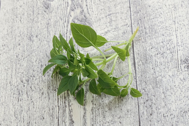 Jeunes feuilles de basilic vert frais