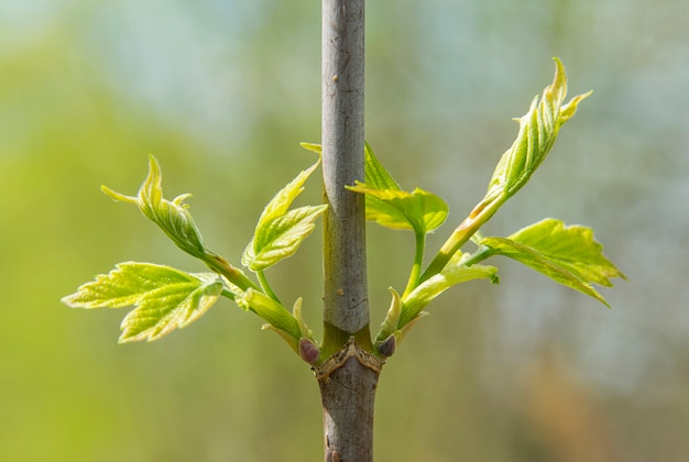 Les jeunes feuilles sur la branche sur un arrière-plan flou