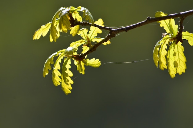 jeunes feuilles de chêne