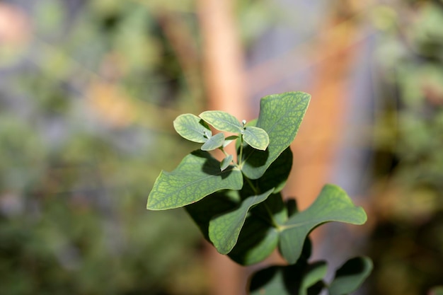 Jeunes feuilles d'eucalyptus sur une branche d'arbre dans le jardin agrandi