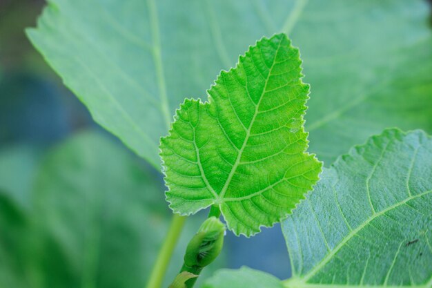 Jeunes feuilles de Figue